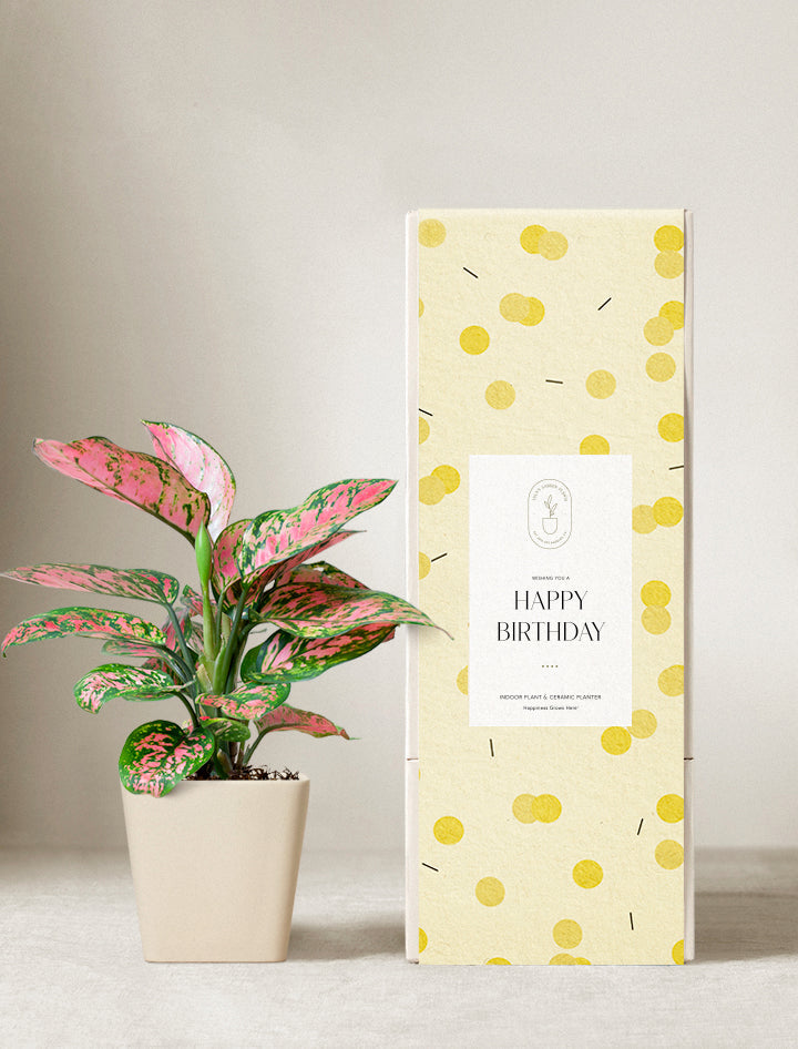 Pink Aglaonema Plant