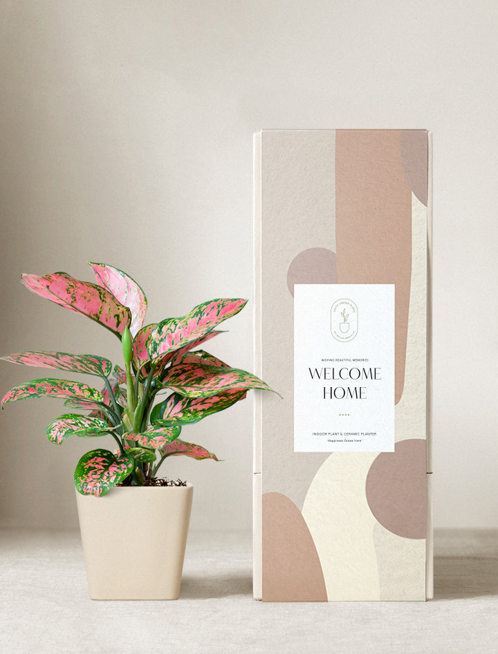 Pink Aglaonema Plant