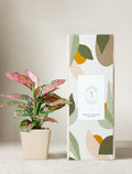 Pink Aglaonema Plant