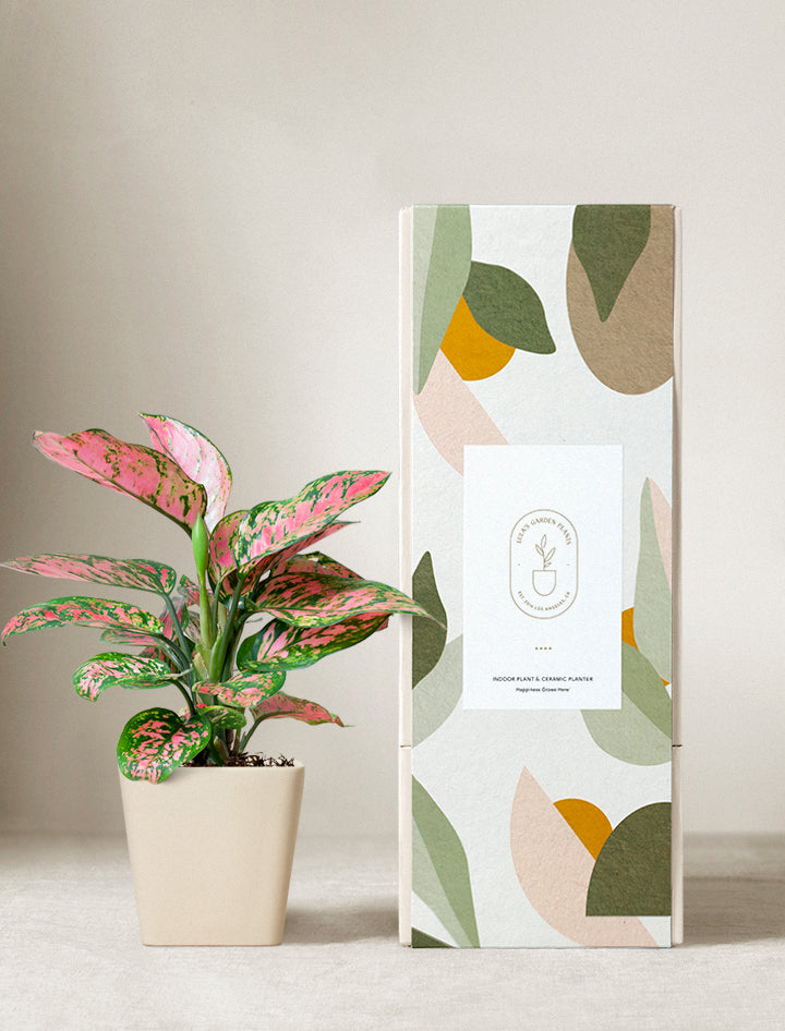 Pink Aglaonema Plant
