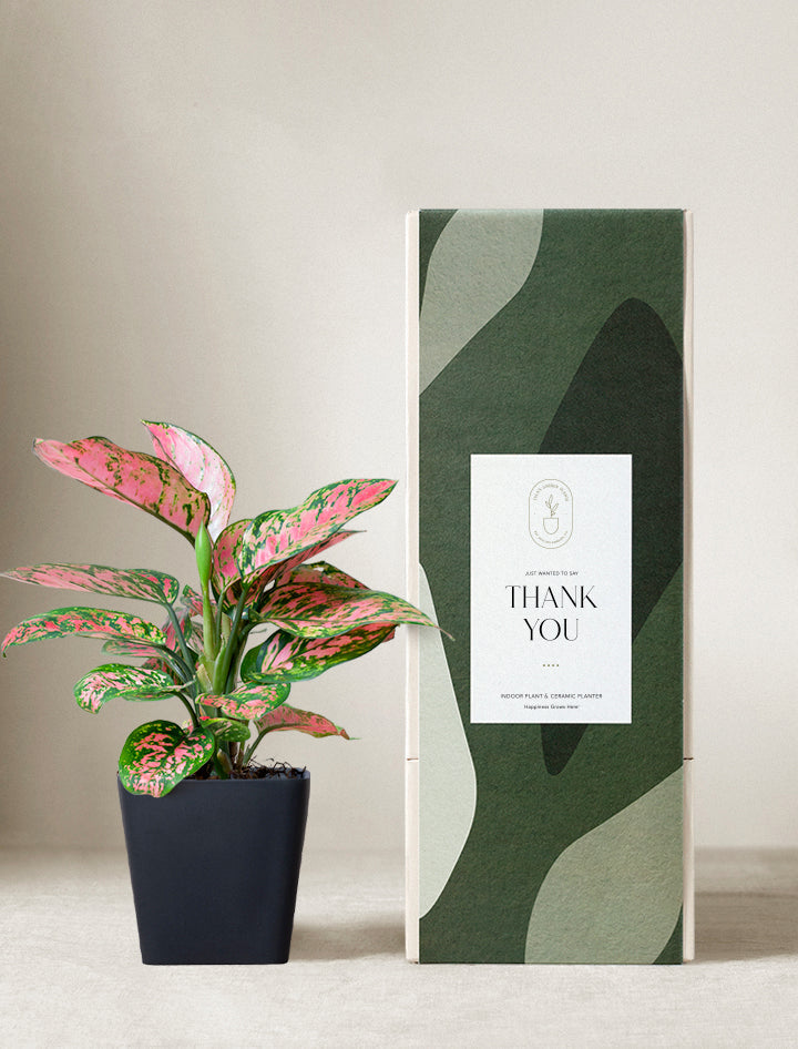 Pink Aglaonema Plant