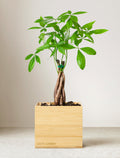 Bamboo Money Tree Plant