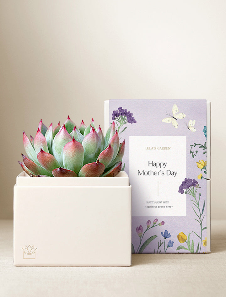 Mother's Day Bliss Garden