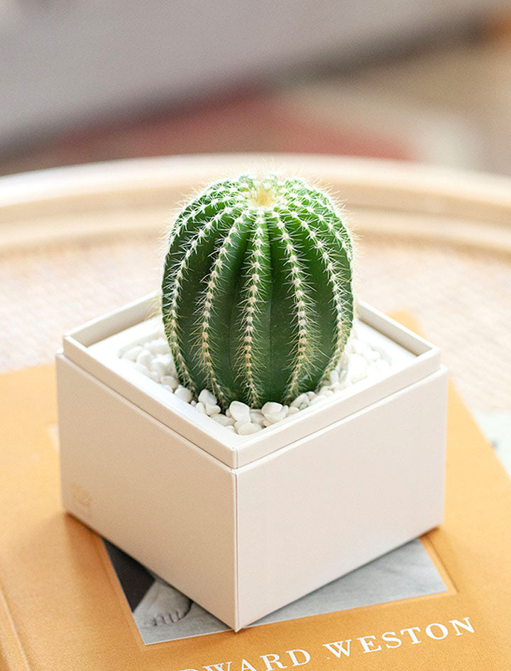 Just Because Cacti Garden