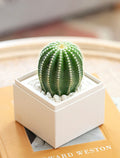 Just Because Cacti Garden