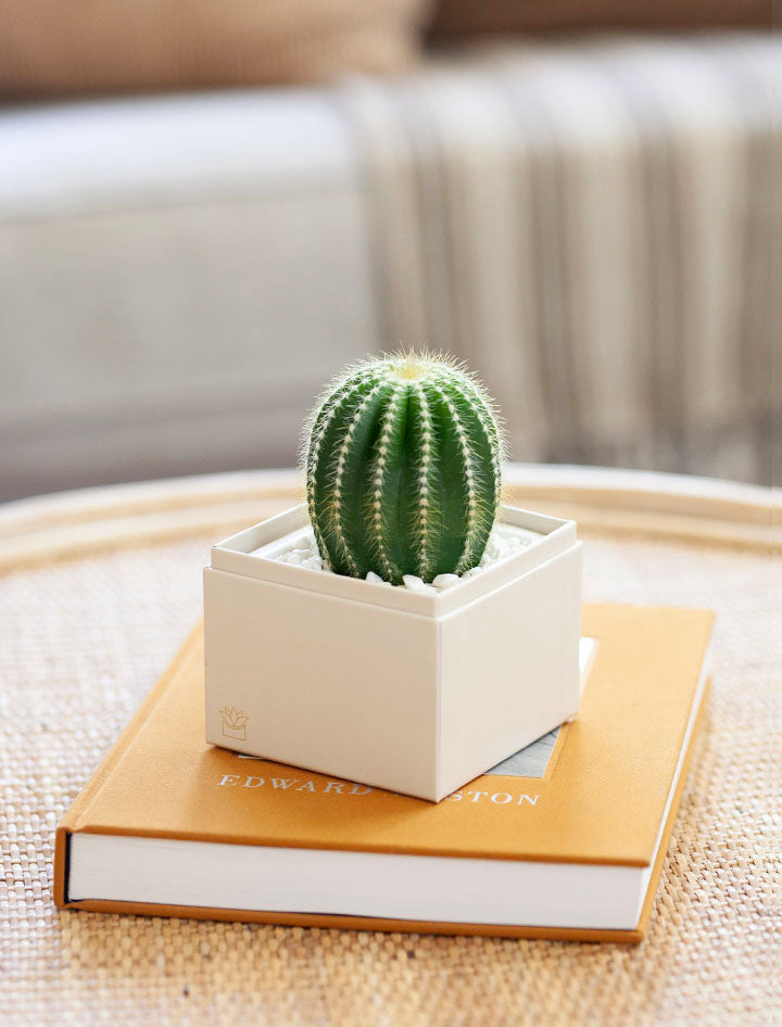 Just Because Cacti Garden