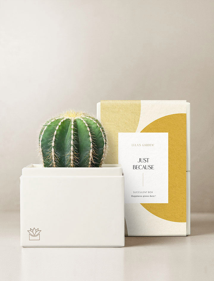 Just Because Cacti Garden