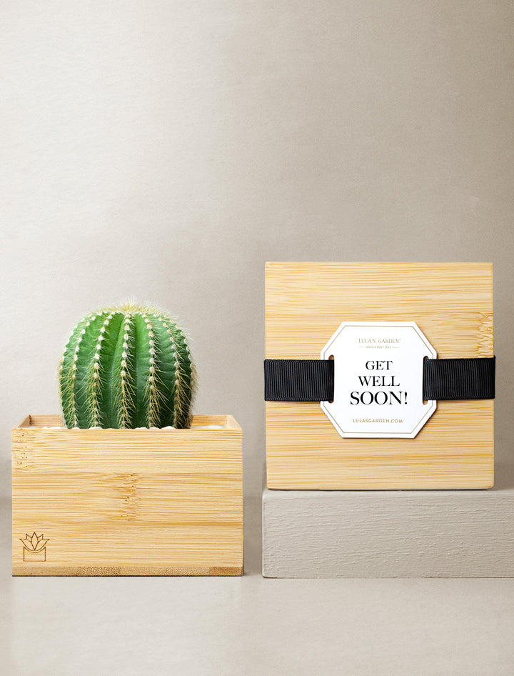 Bamboo Cacti Garden