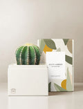 Cacti Garden