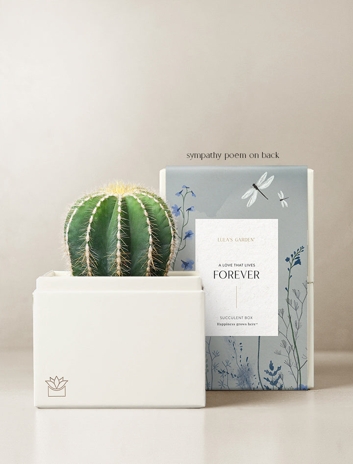 Cacti Garden
