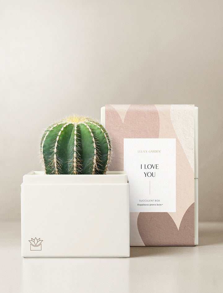 Cacti Garden