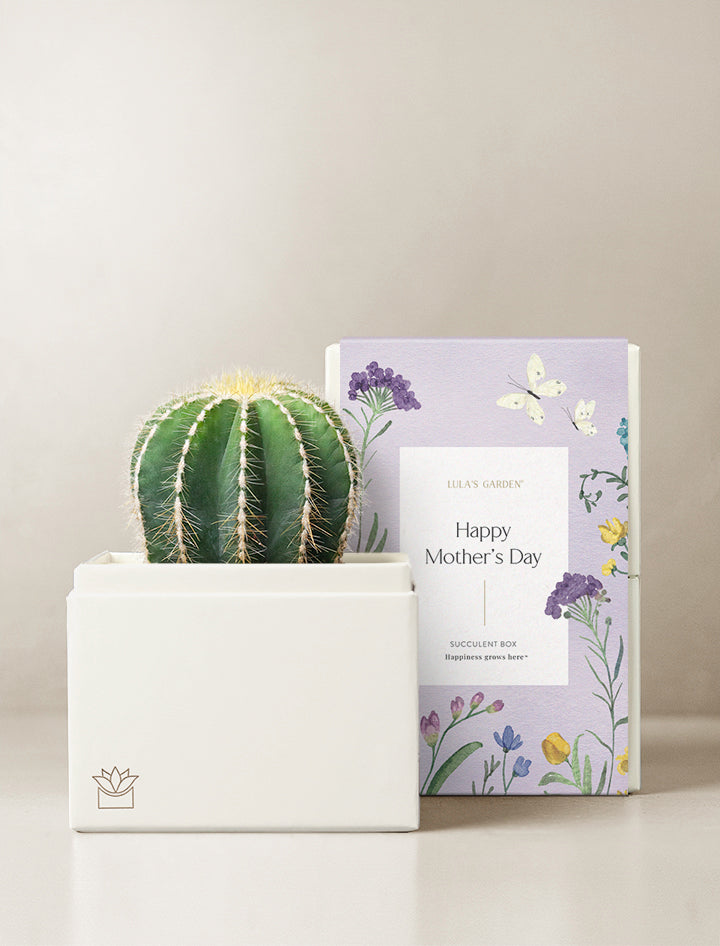 Cacti Garden