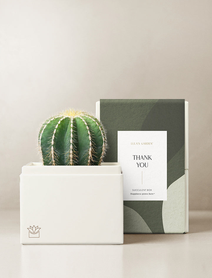 Cacti Garden