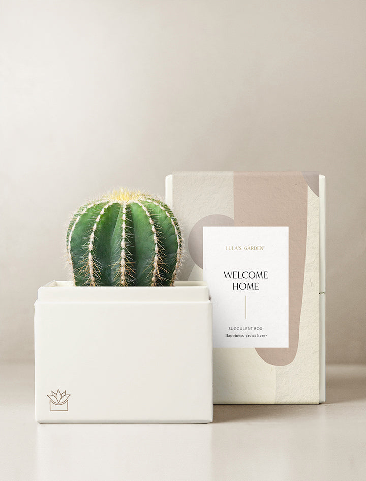 Cacti Garden
