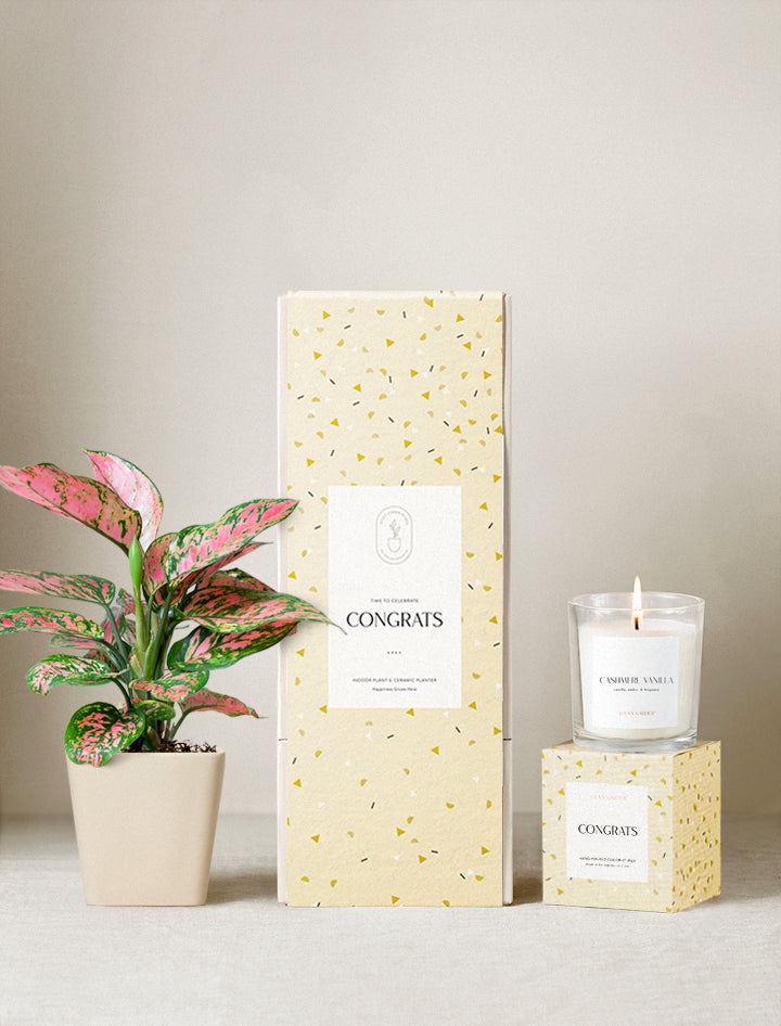 Congrats Plant Gift Set