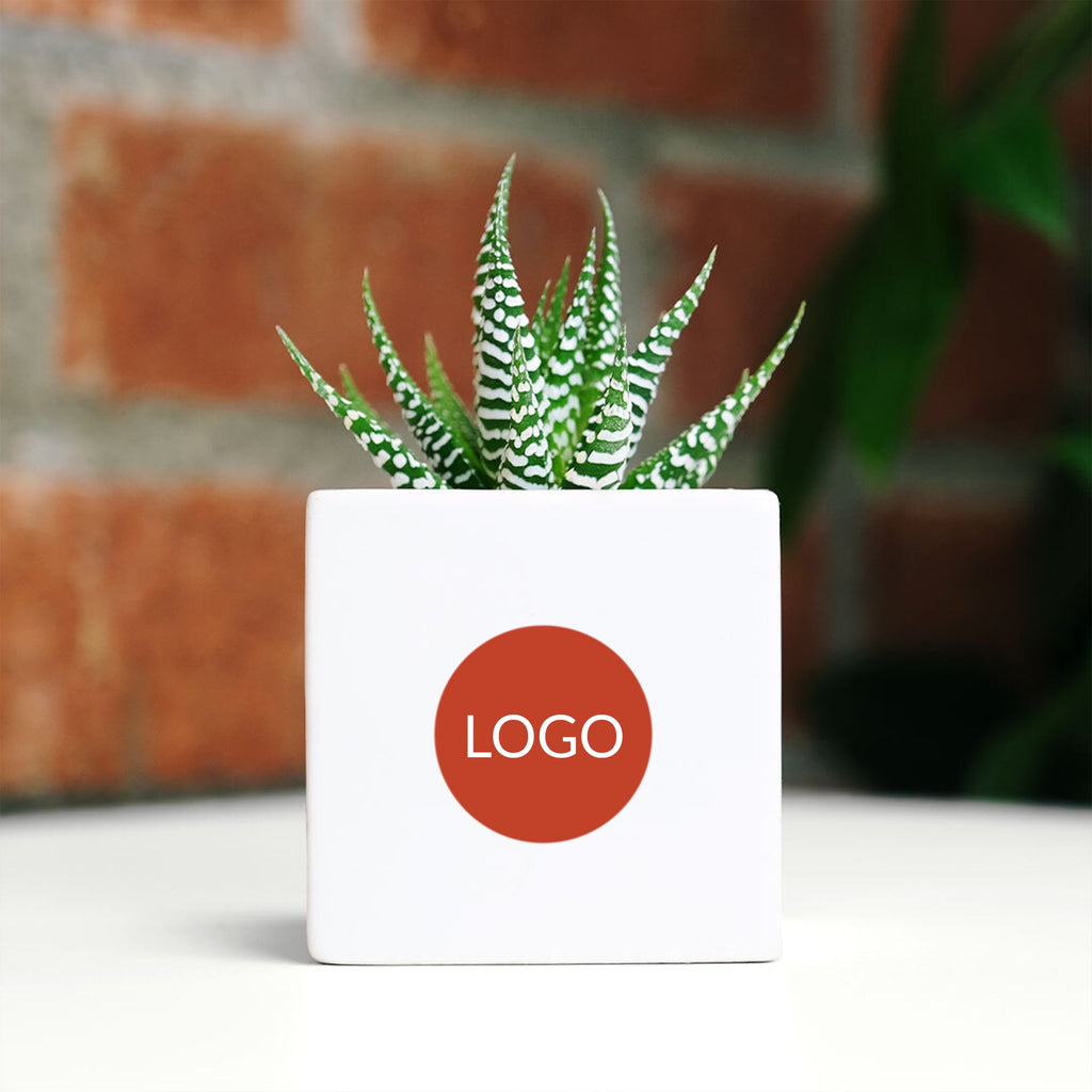 Custom Ceramic Desk Succulent
