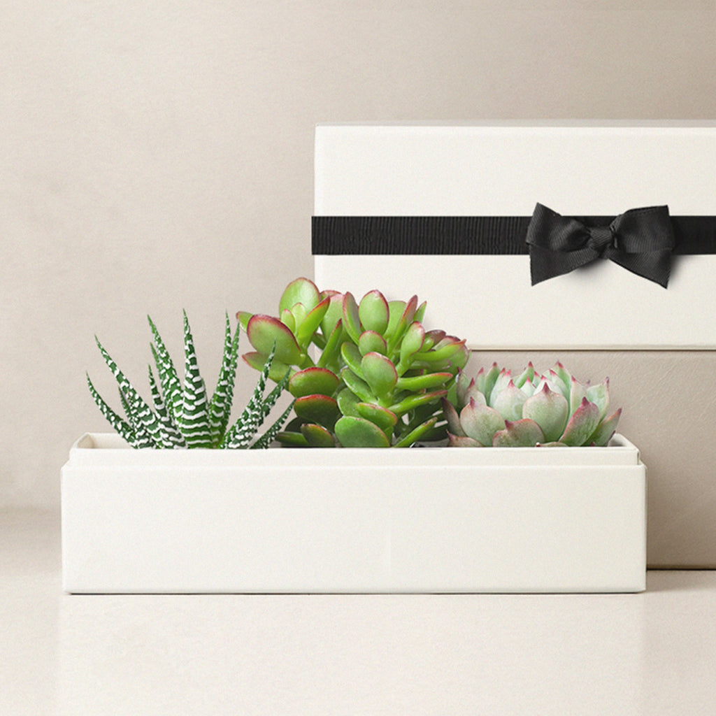 Black Bow Jewel Garden