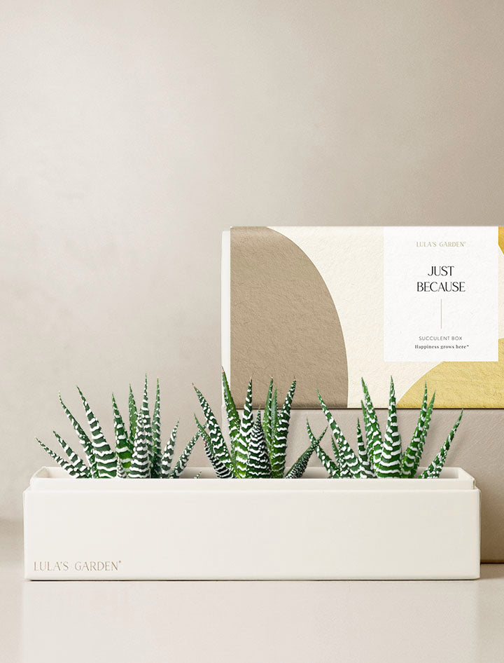 Just Because Deluxe Zebra Garden