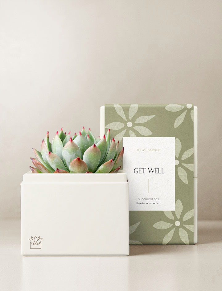 Get Well Duet Garden