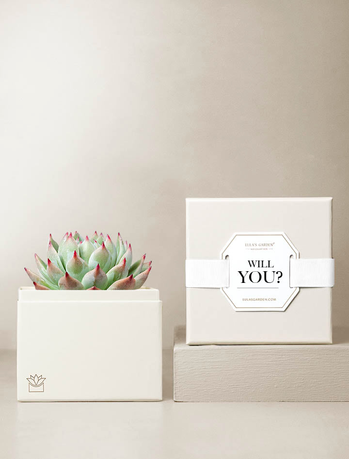 Will You? Duet Garden