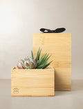Corporate Bamboo Glow Garden