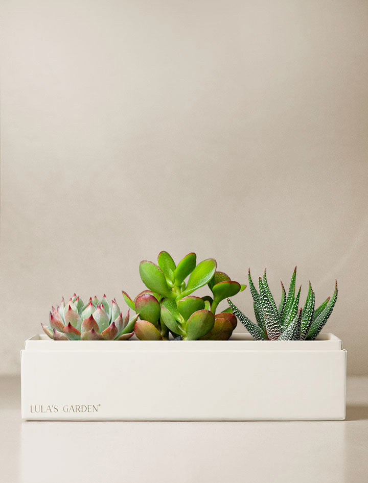 Just Because Jewel Garden
