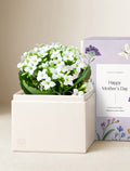 Mother's Day White Kalanchoe Garden