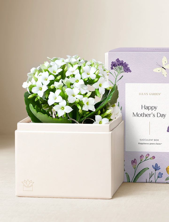 Mother's Day White Kalanchoe Garden