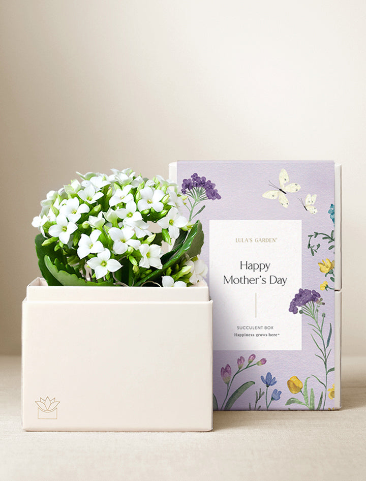Mother's Day White Kalanchoe Garden