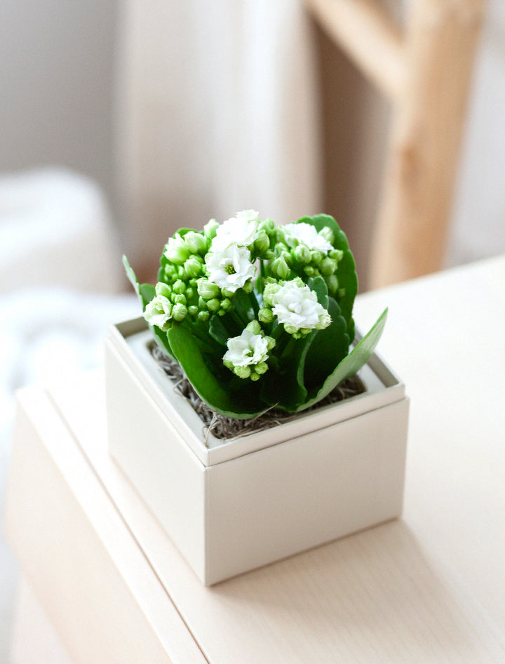 Mother's Day White Kalanchoe Garden
