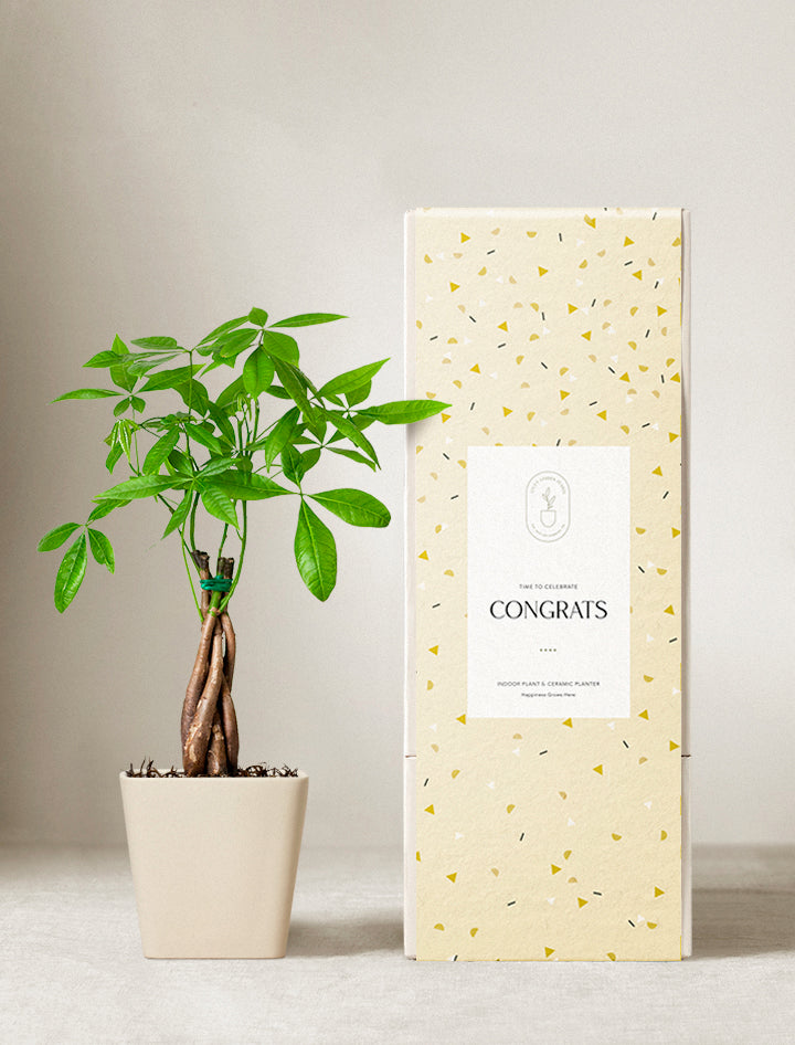 Money Tree Plant
