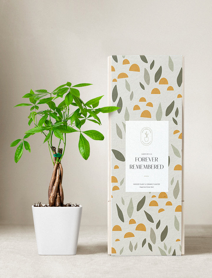 Money Tree Plant