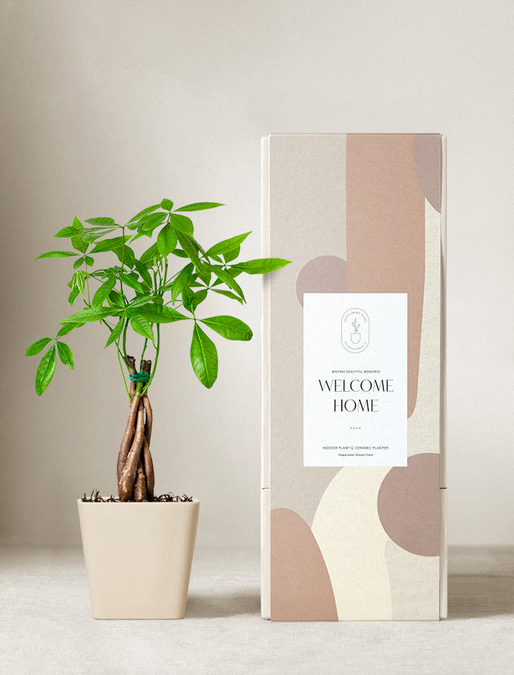 Money Tree Plant