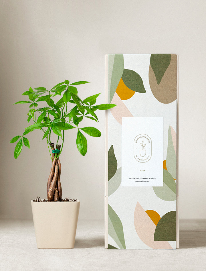 Lula's Garden Money Tree Plant