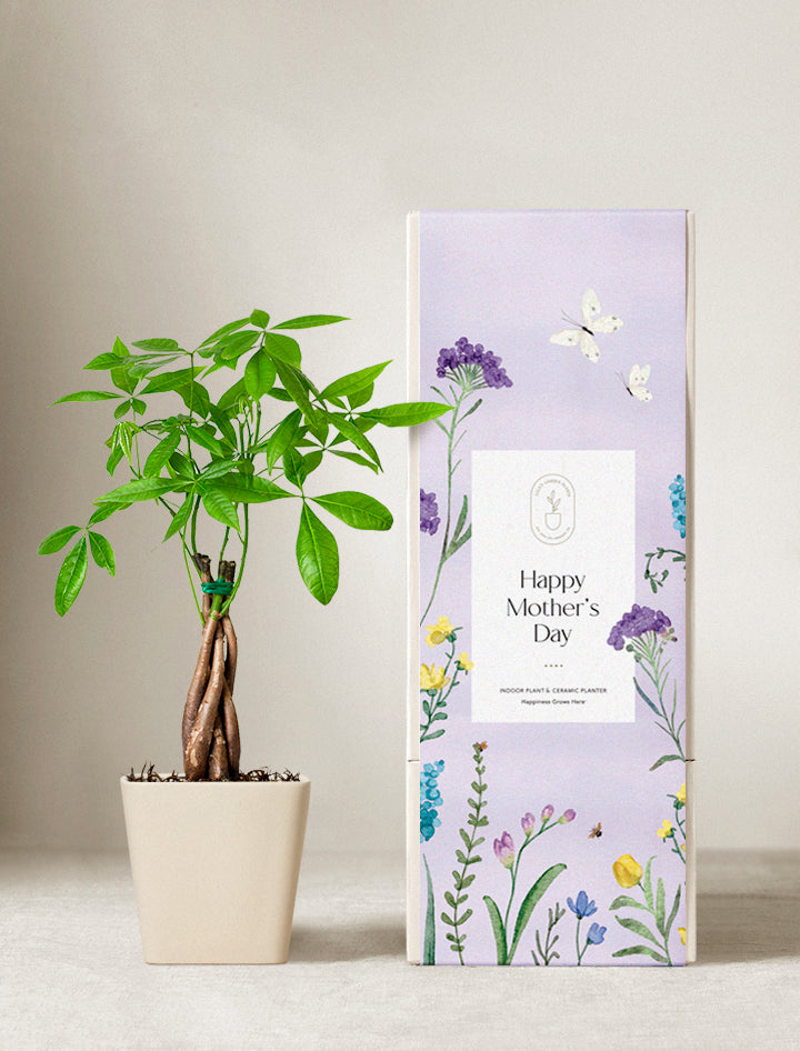 Money Tree Plant