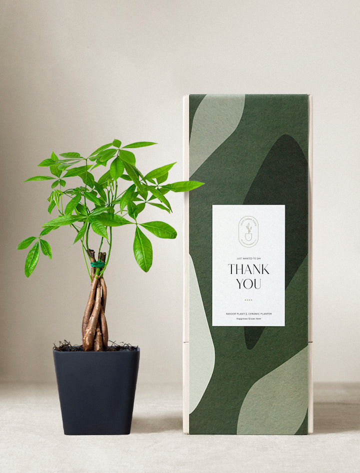 Money Tree Plant