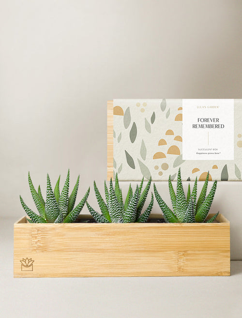 Bamboo Zebra Garden