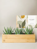 Bamboo Zebra Garden