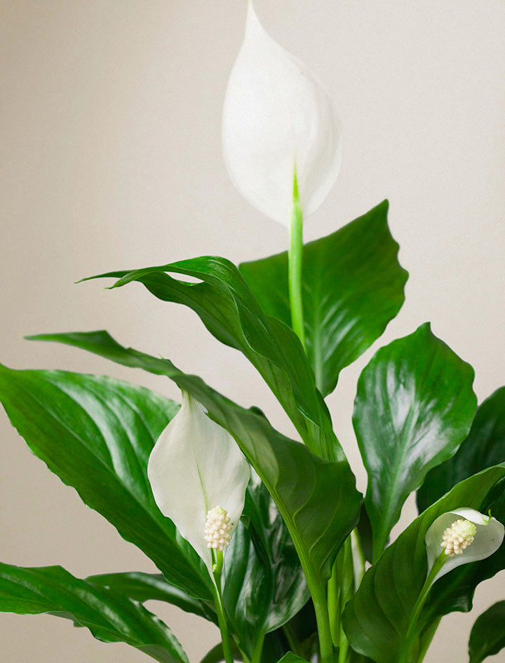 Easter Peace Lily Plant