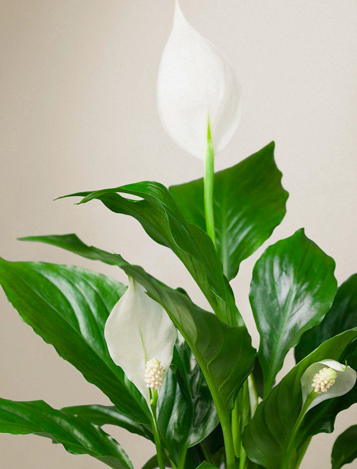 Peace Lily Plant