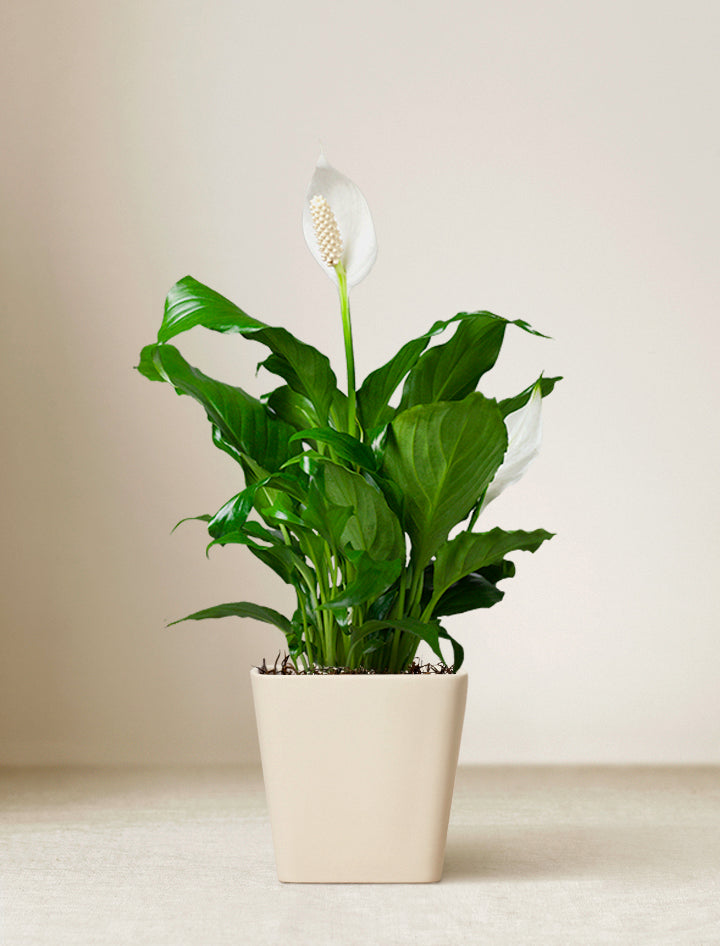 Easter Peace Lily Plant