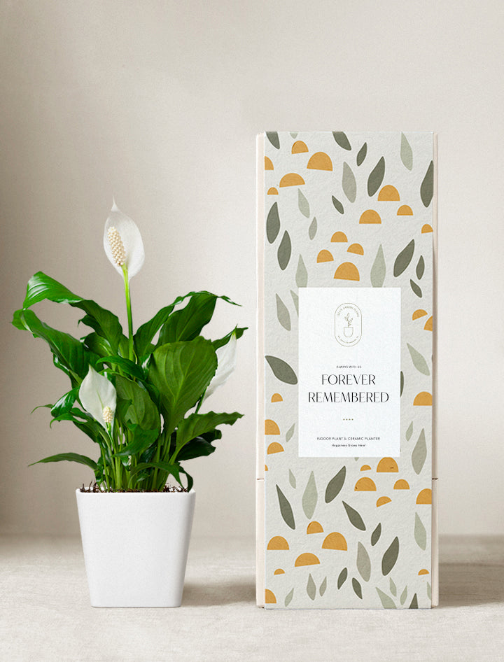Forever Remembered Peace Lily Plant