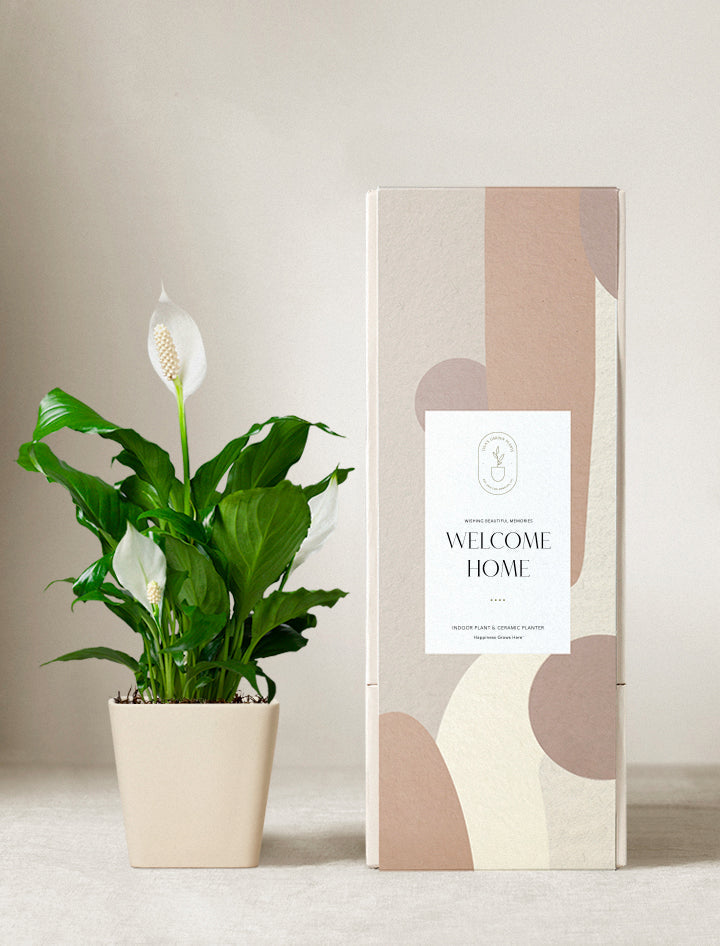 Peace Lily Plant