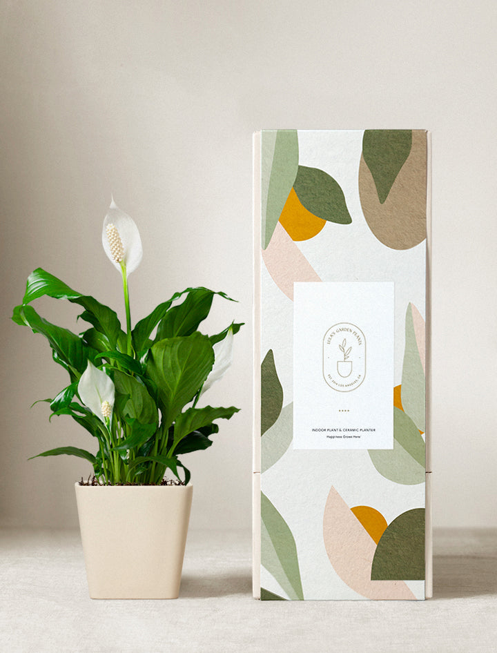 Peace Lily Plant