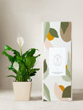 Peace Lily Plant