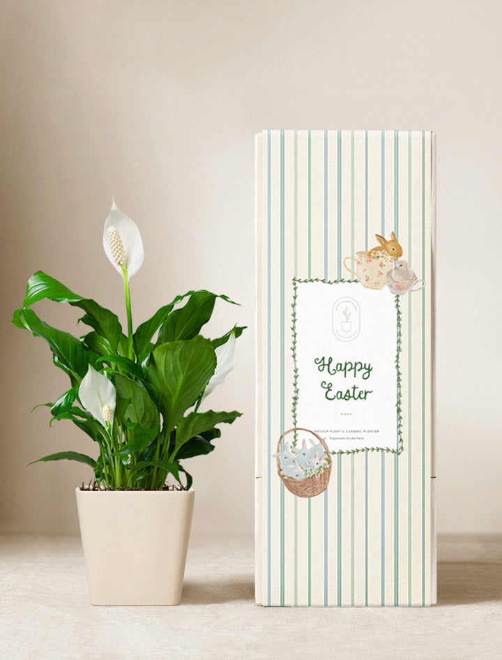 Easter Peace Lily Plant