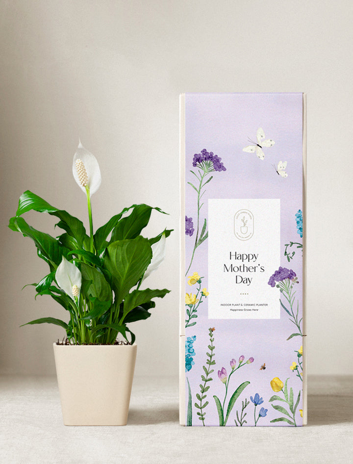 Peace Lily Plant