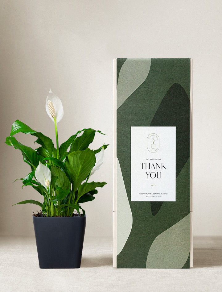 Peace Lily Plant