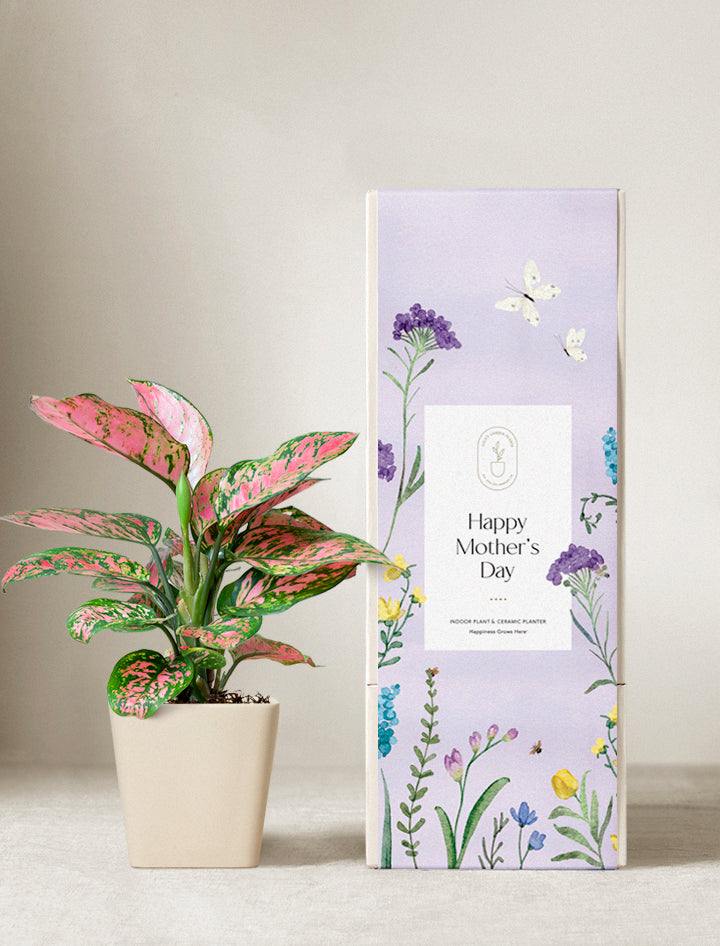 Pink Aglaonema Plant