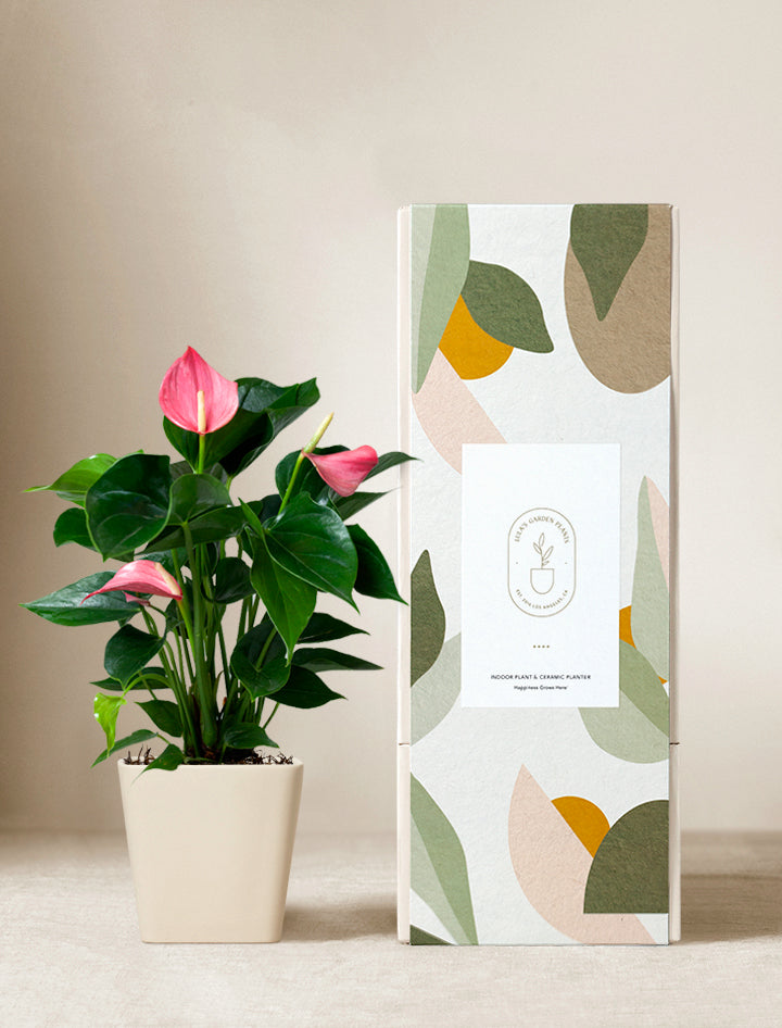 Women's Day Pink Anthurium Plant